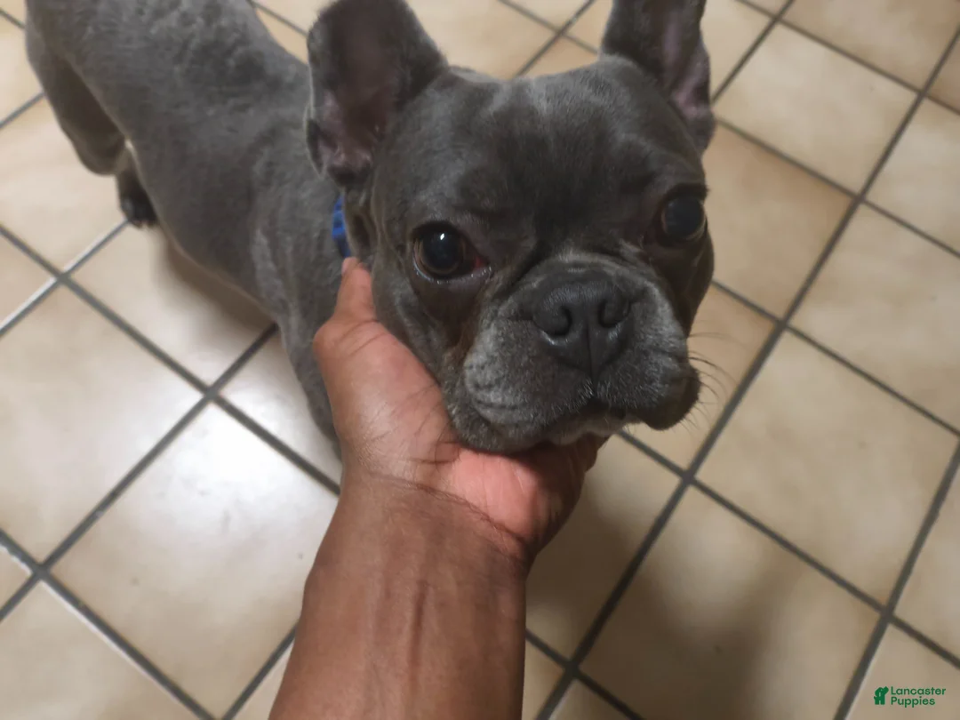 French Bulldog dogs for sale: French Bulldog Puppy 1 - Ad 4