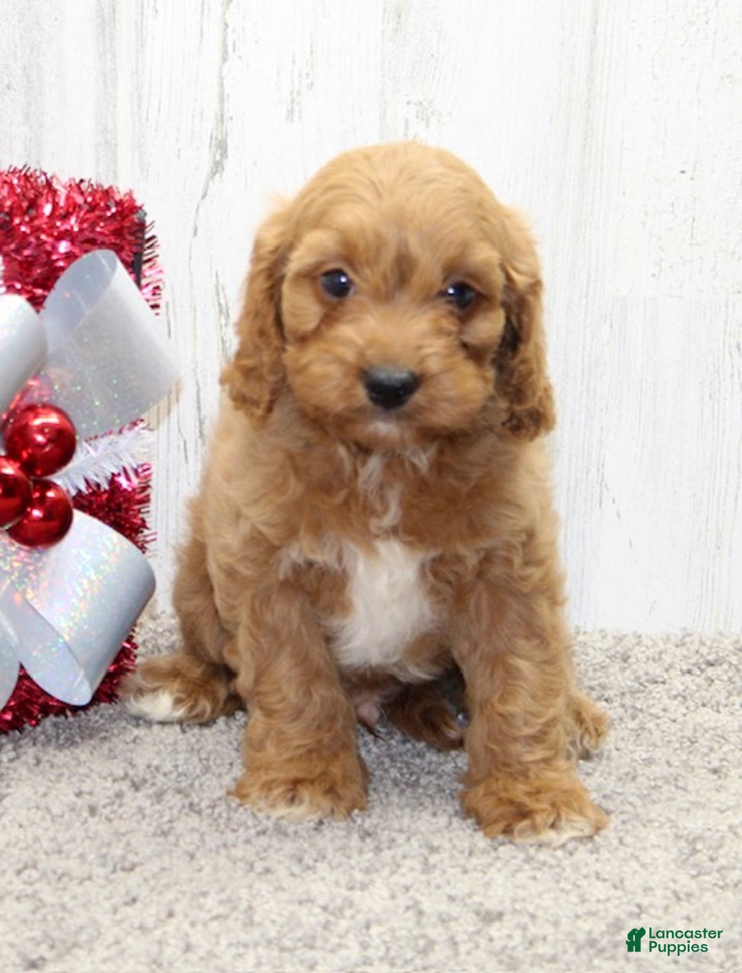 Cavapoo dogs for sale: Charlie - Ad 3
