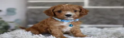 Cavapoo dogs for sale: Beanie - Ad 11