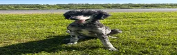 Labradoodle dogs for sale: Casper  - Ad 10
