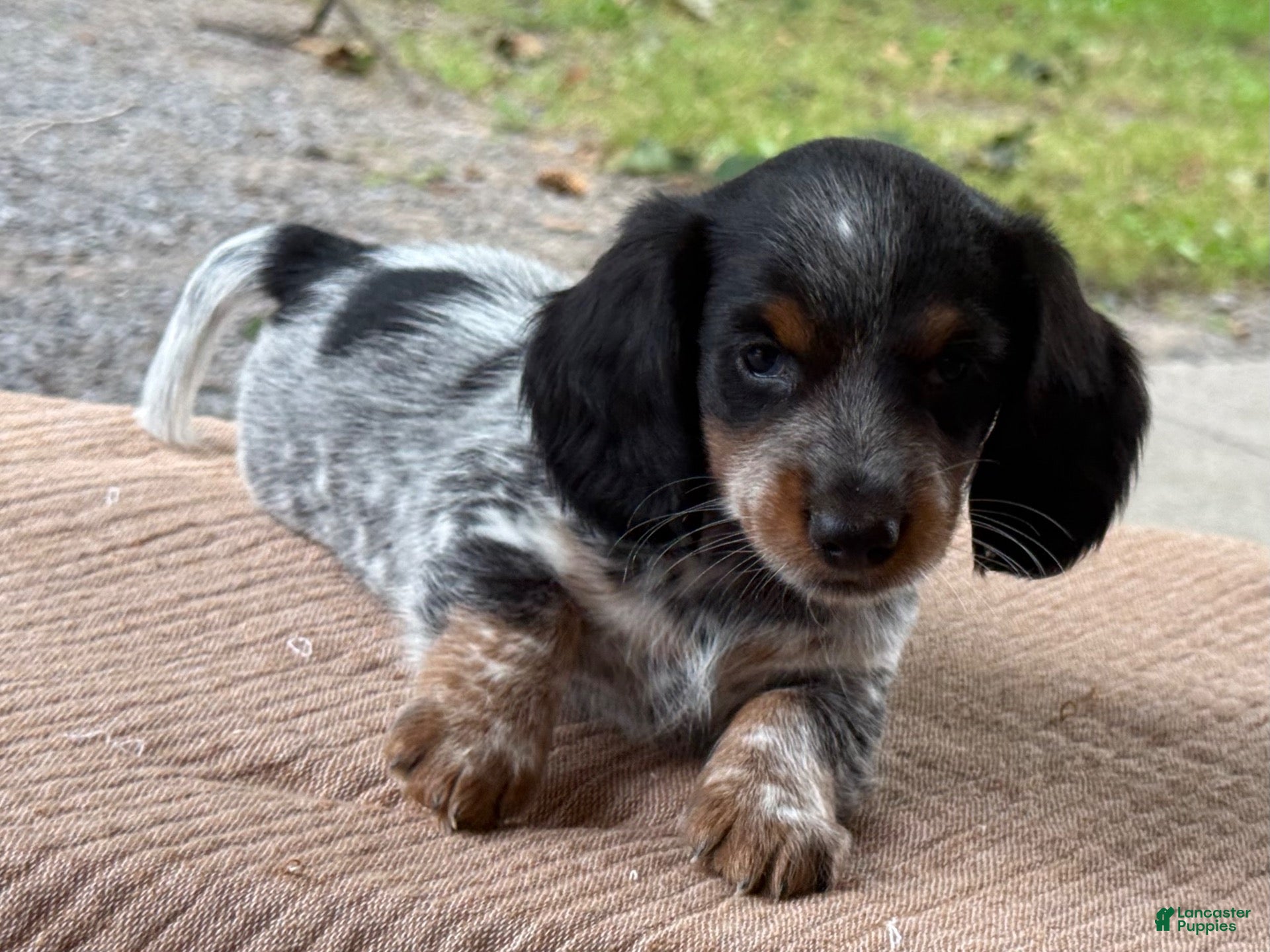 Miniature Dachshund dogs Indie - Ad 2