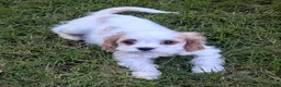 Cavapoo dogs for sale: Mr Benny - Ad 16