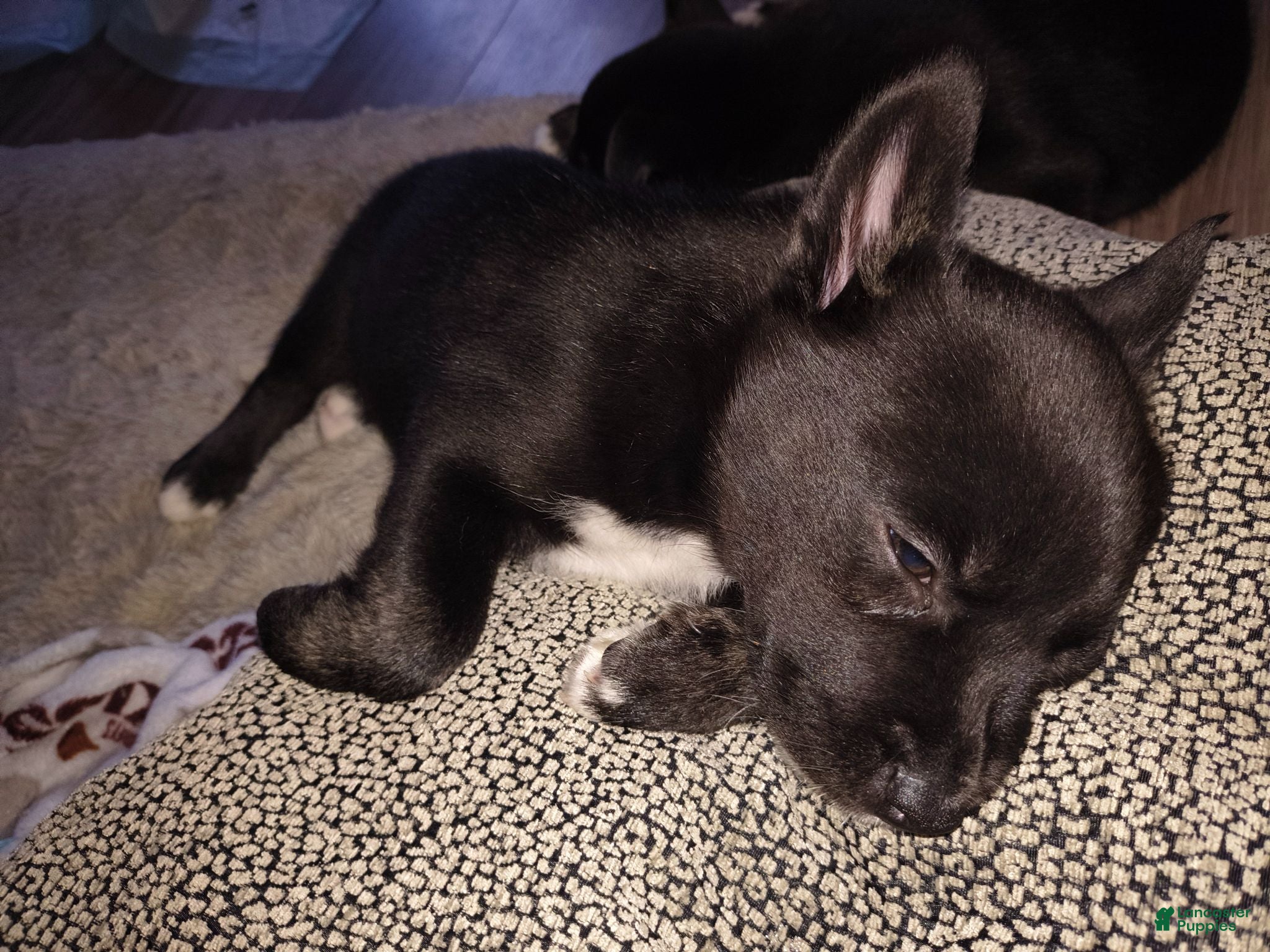 Mixed Breed dogs Mixed Breed 3 - Ad 2