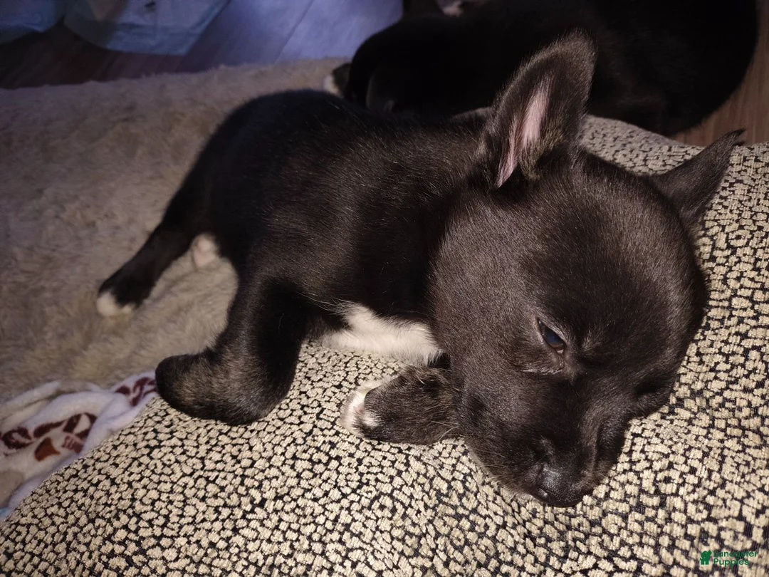 Mixed Breed dogs for sale: Mixed Breed 3 - Ad 2