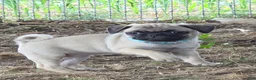 Pug dogs for sale: Millie - Ad 3