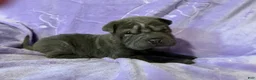 Shar Pei dogs for sale: Rapunzel - Ad 5