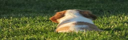 Cavalier King Charles Spaniel dogs for sale: Espresso - Ad 3
