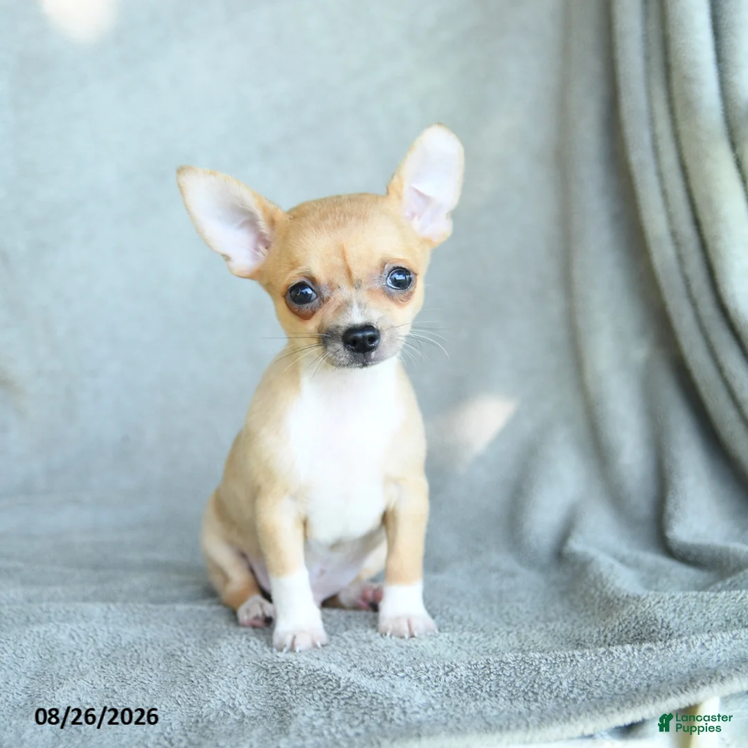 Chihuahua dogs for sale: Roscoe - Ad 5