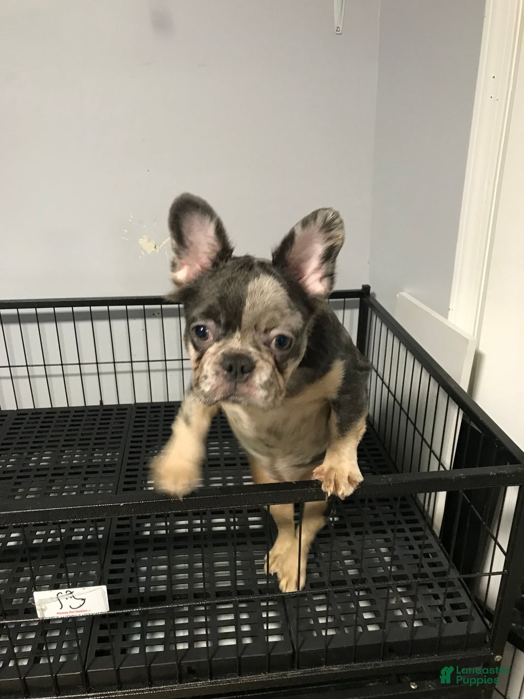 French Bulldog dogs for sale: Moon  - Ad 3