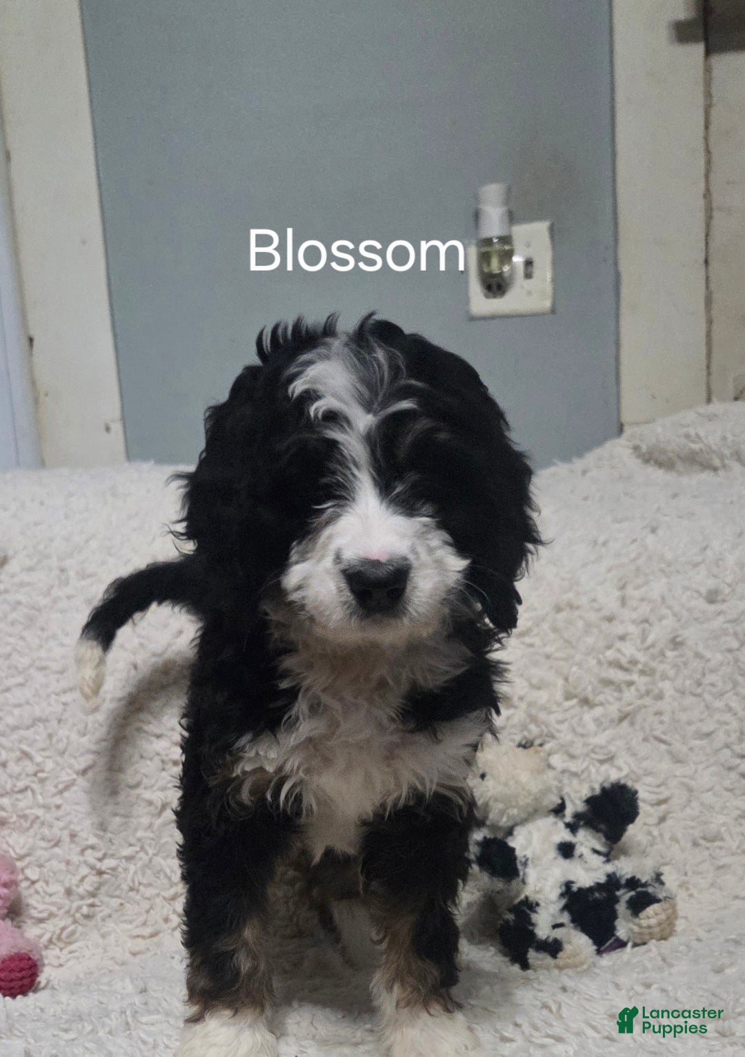 Bernedoodle dogs for sale: Bernedoodle Puppy 1 - Ad 2