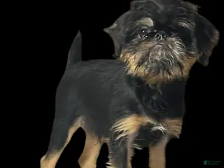 Brussels Griffon dogs for sale: Brussels Griffon Male - Ad 1