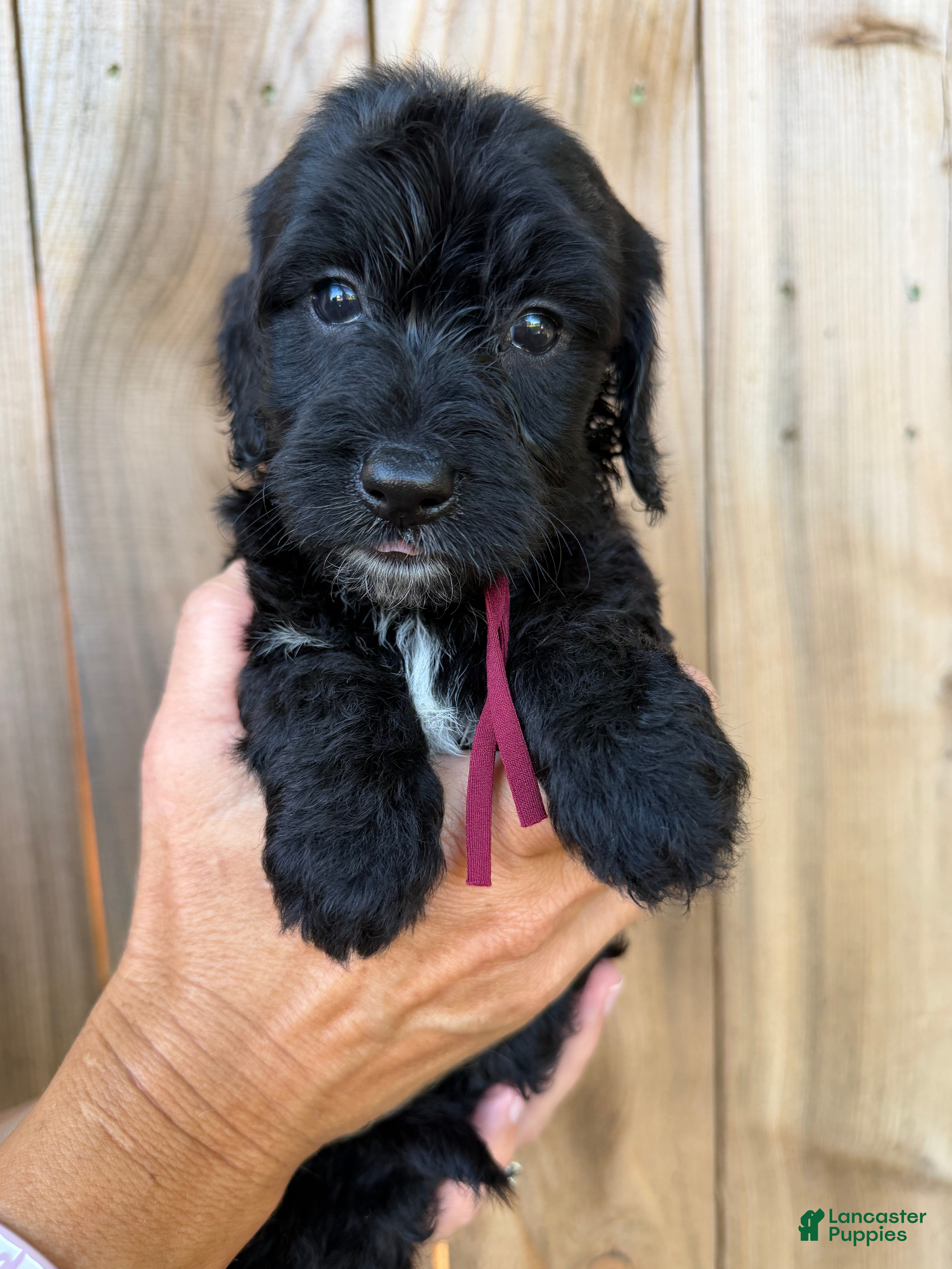 Mixed Breed dogs Mixed Breed 8 - Ad 4