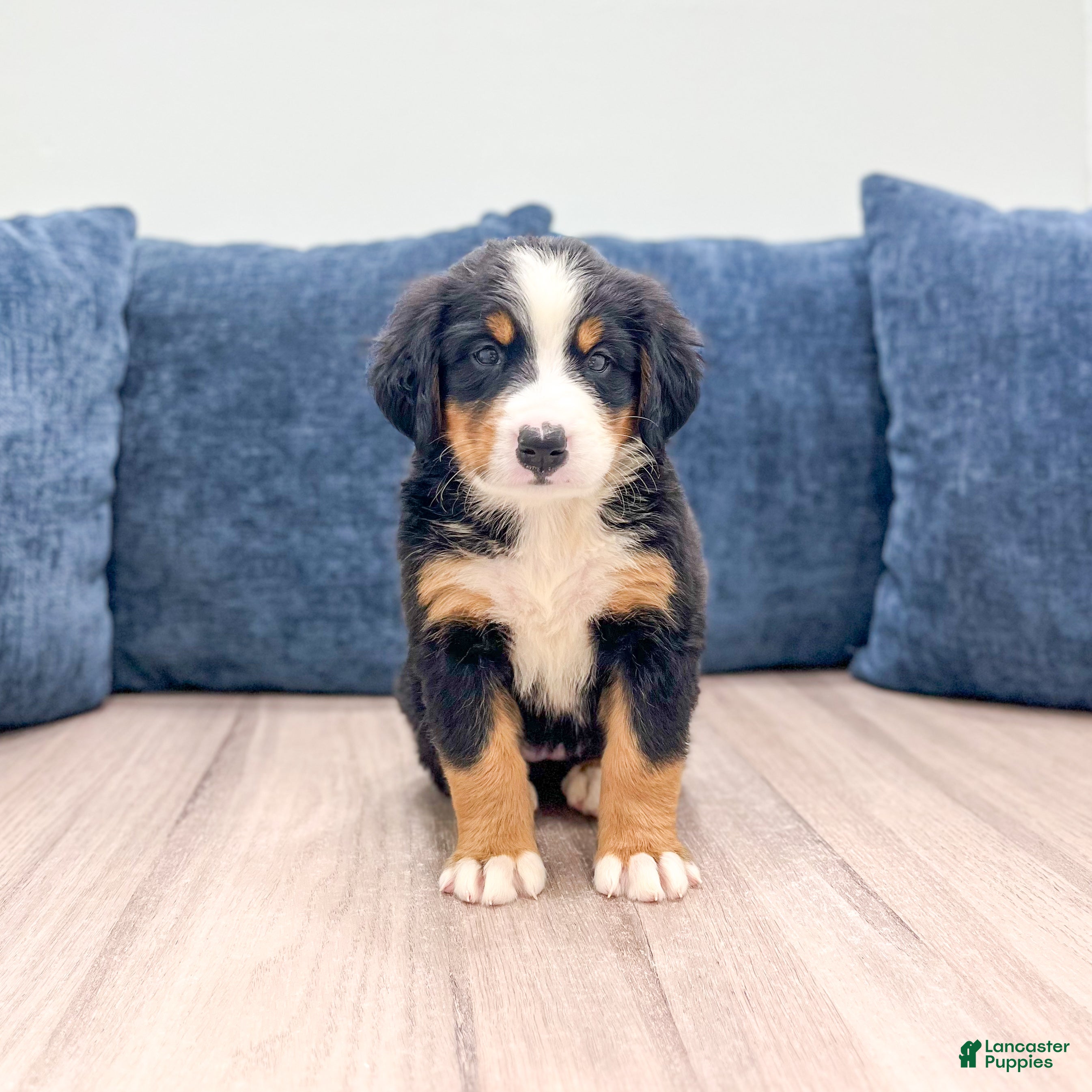 Bernese Mountain Dog dogs Jersey - Ad 1