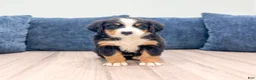 Bernese Mountain Dog dogs for sale: Jersey - Ad 1