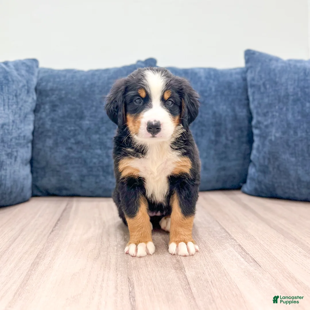 Bernese Mountain Dog dogs for sale: Jersey - Ad 1