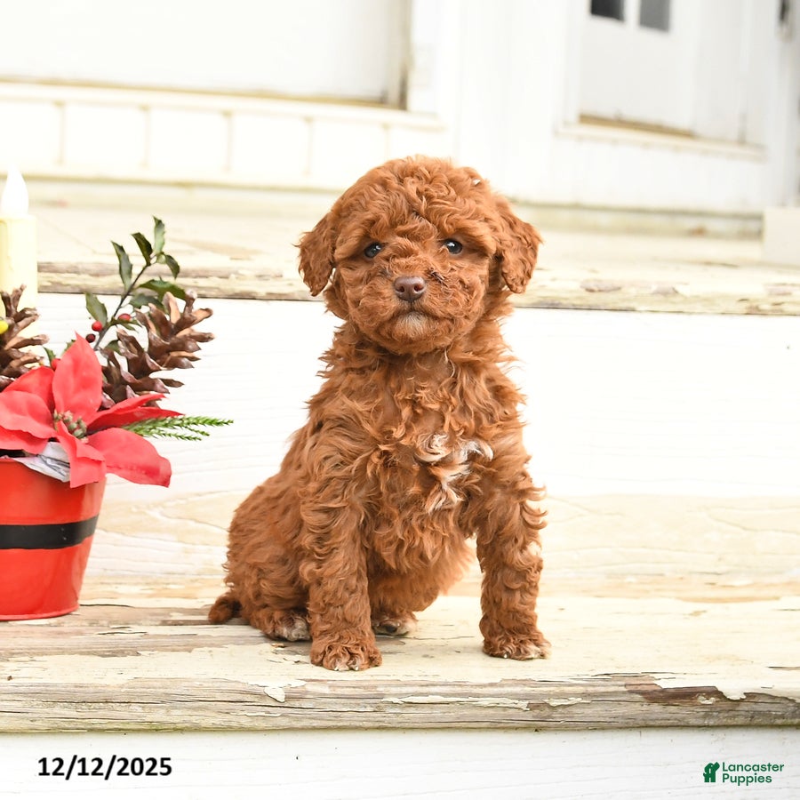 Miniature Labradoodle dogs Angel - Ad 10