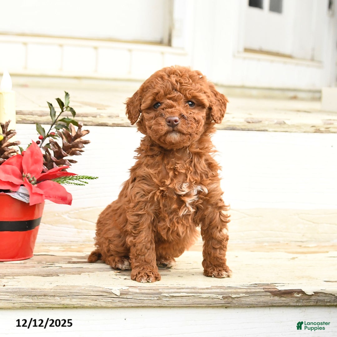 Miniature Labradoodle dogs for sale: Angel - Ad 1