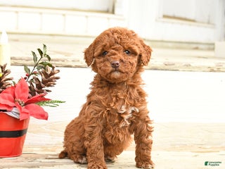 Miniature Labradoodle dogs Angel - Ad 4