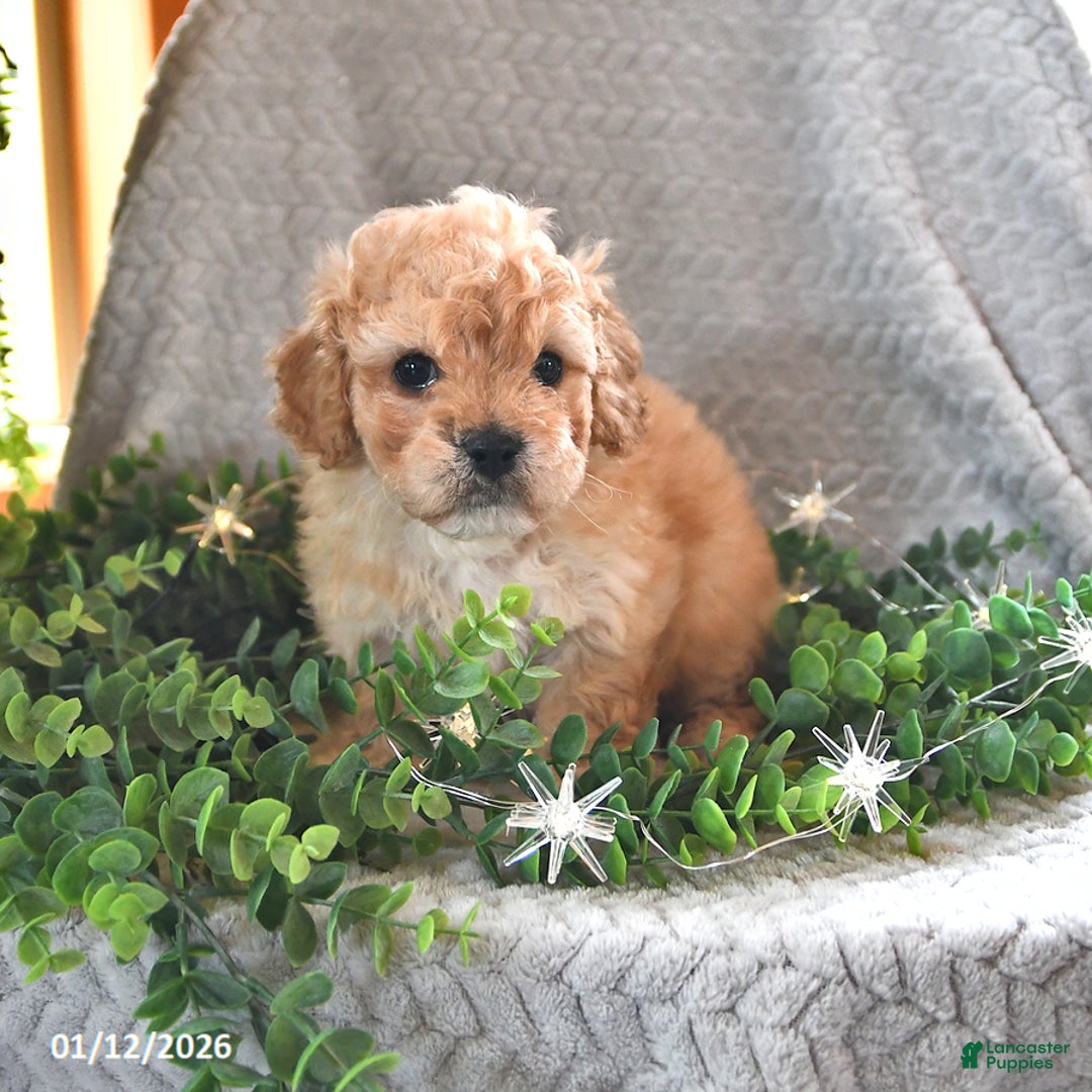 Cavachon dogs for sale: Max - Ad 4