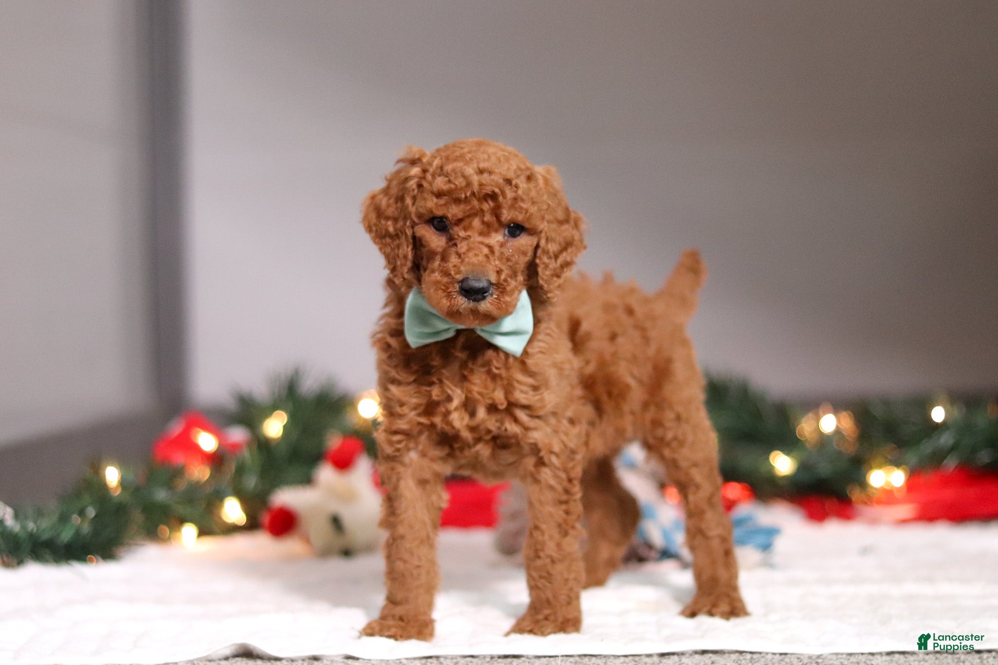 Standard Poodle dogs Charlie - Ad 18