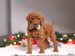 Standard Poodle dogs Charlie - Ad 18