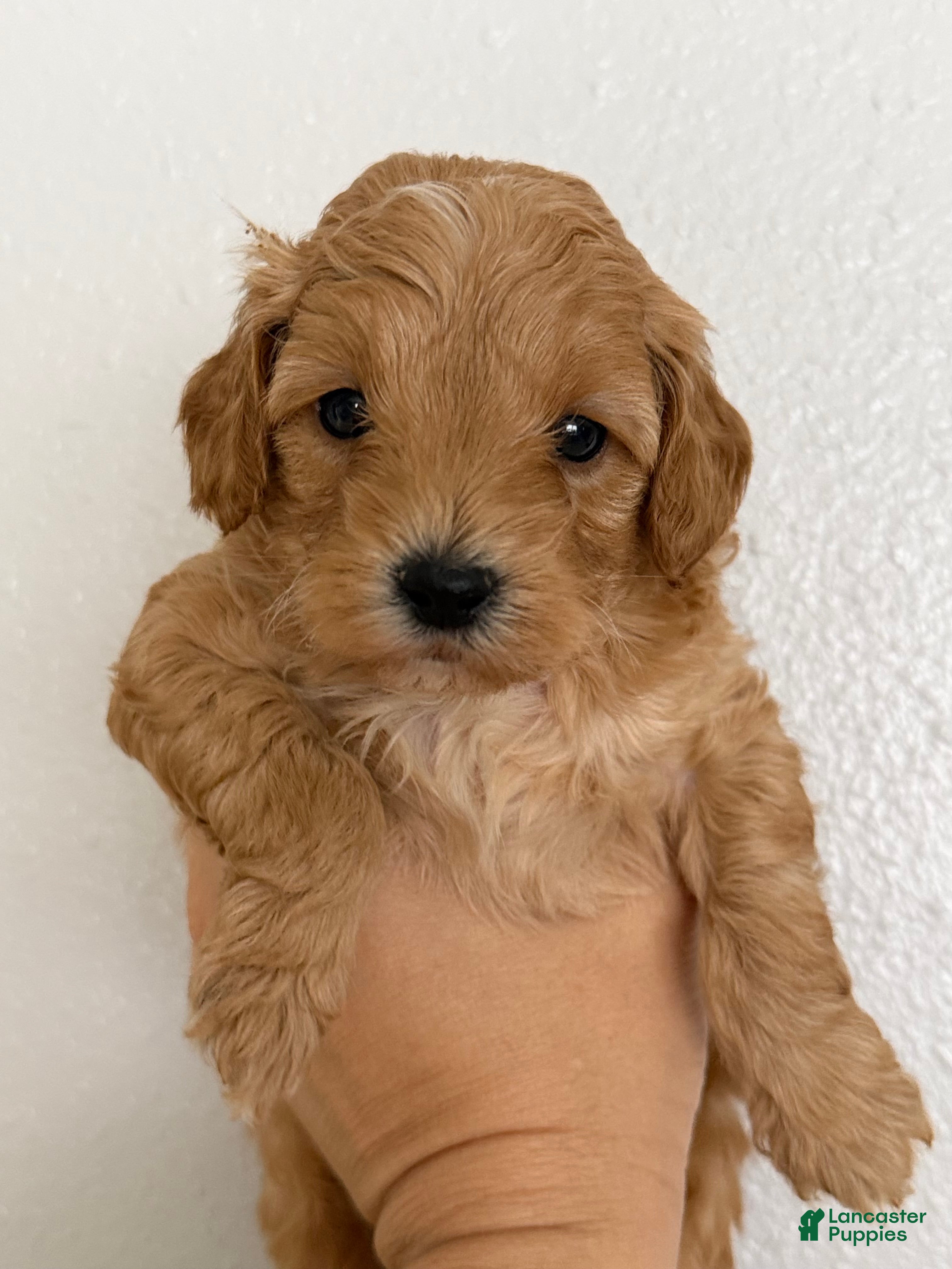 Mini Goldendoodle dogs Mini Goldendoodle Puppy 1 - Ad 6