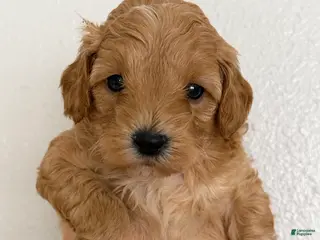 Mini Goldendoodle dogs Mini Goldendoodle Puppy 1 - Ad 6