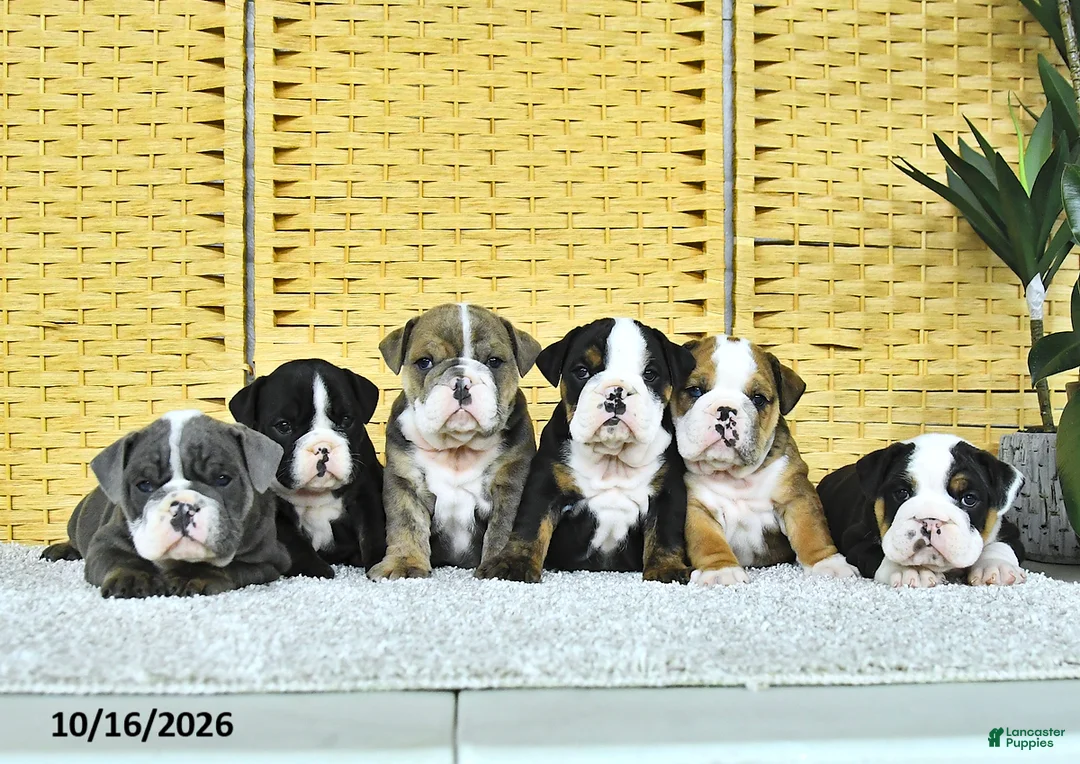 English Bulldog dogs for sale: Annie - Ad 5