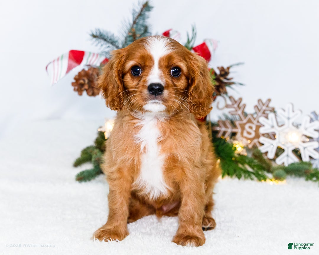 Cavalier King Charles Spaniel dogs for sale: Snowflake - Ad 3