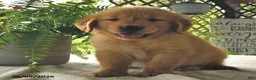 Golden Retriever dogs for sale: Jackson - Ad 4