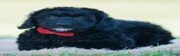 Mini Goldendoodle dogs for sale: Colten - Ad 1