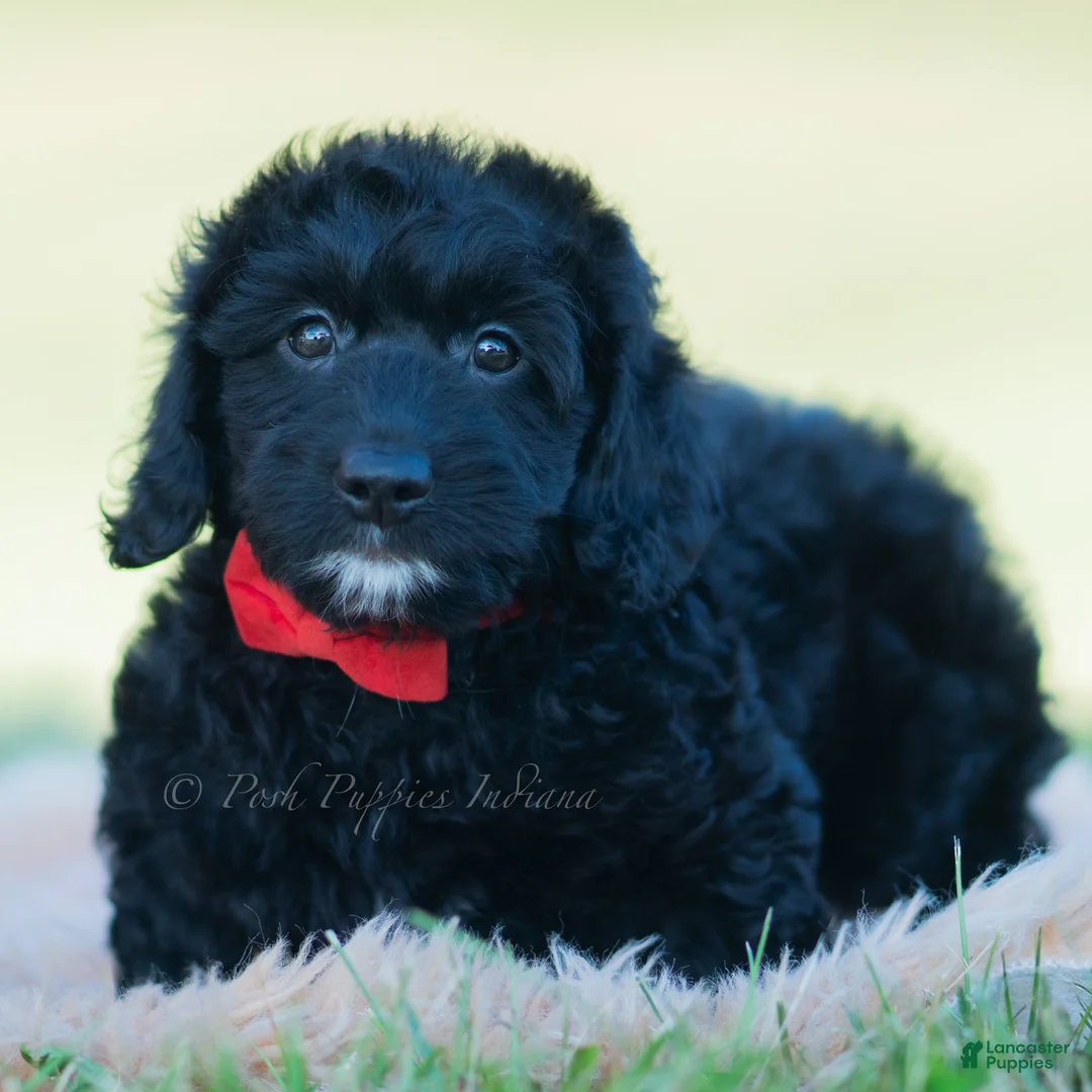 Mini Goldendoodle dogs for sale: Colten - Ad 1
