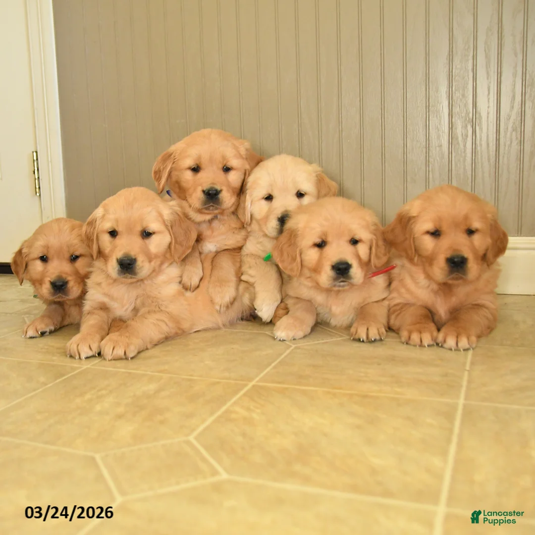 Golden Retriever dogs for sale: Marlin  - Ad 3