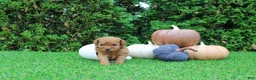 Toy Poodle dogs for sale: AKC Enzo(tiny) - Ad 5