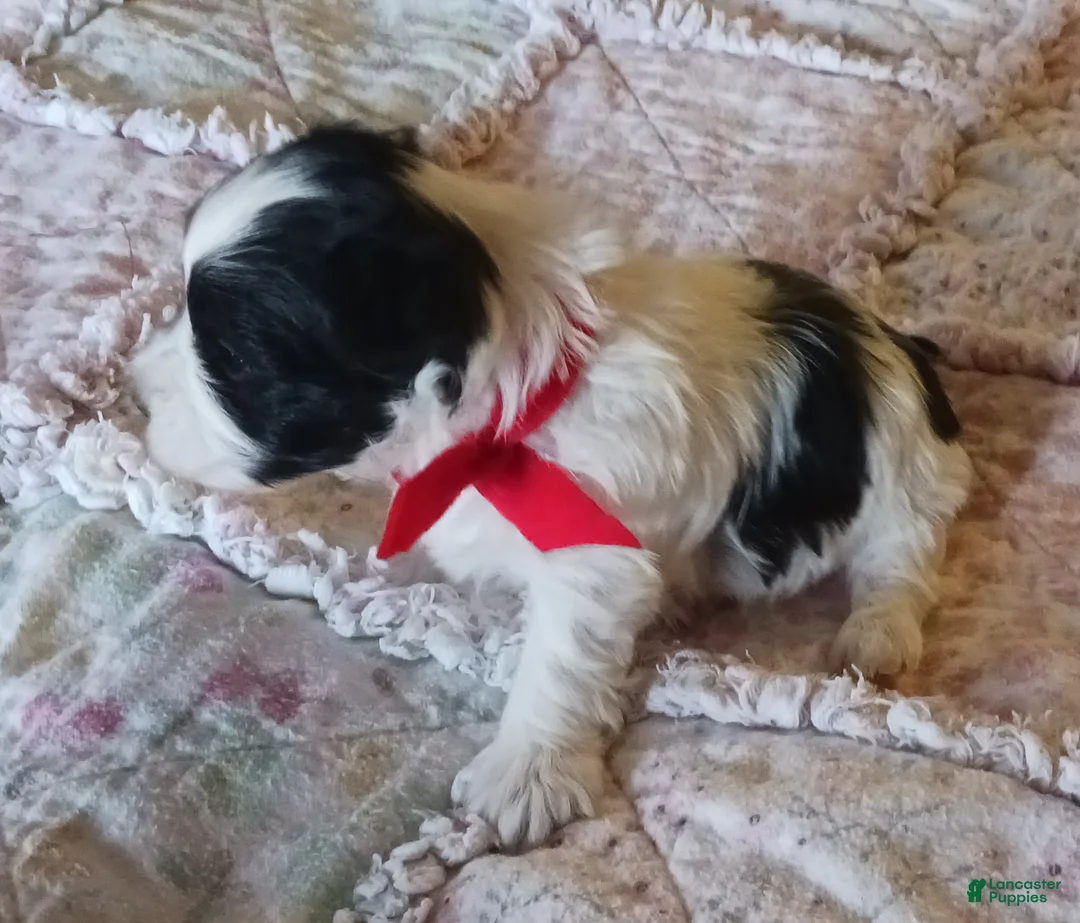 Miniature Schnauzer dogs for sale: Mia's Red Ribbon Boy  - Ad 4