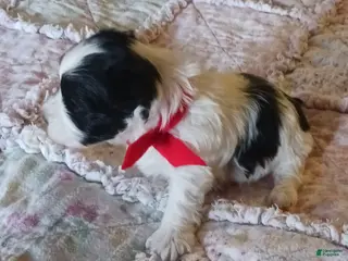 Miniature Schnauzer dogs Mia's Lavender Ribbon Girl - Ad 4