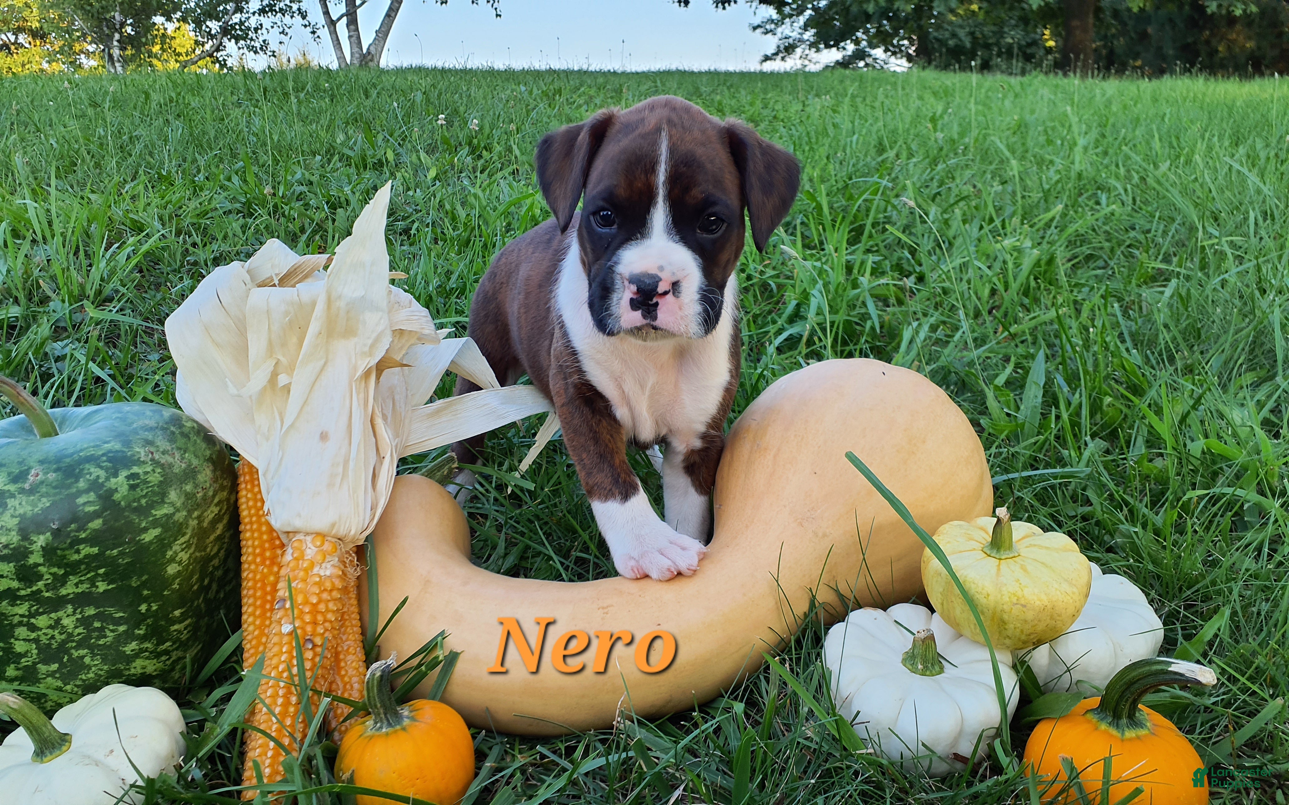 Boxer dogs Nero AKC - Ad 1