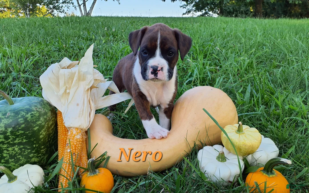 Boxer dogs for sale: Nero AKC - Ad 1