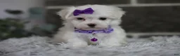 Maltipoo dogs for sale: Rue - Ad 1