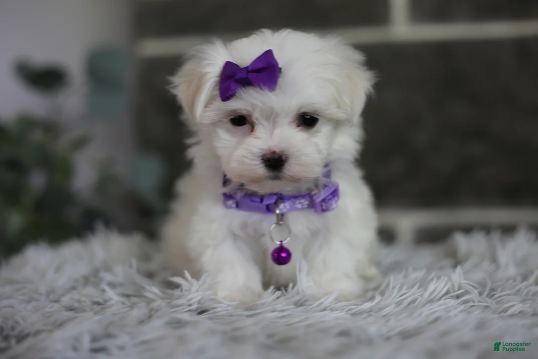 Maltipoo dogs for sale: Rue - Ad 1