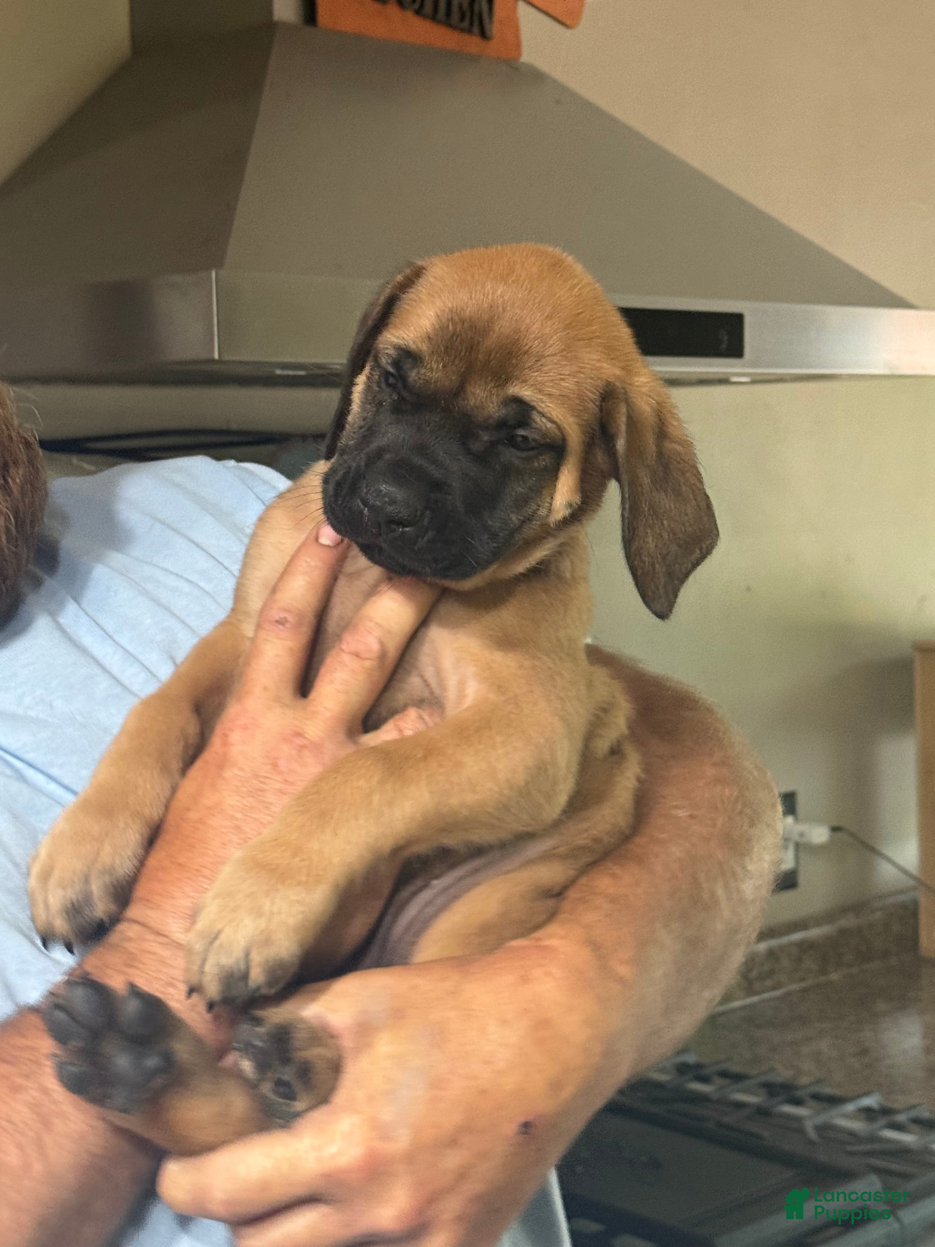 English Mastiff dogs English Mastiff 10 - Ad 3