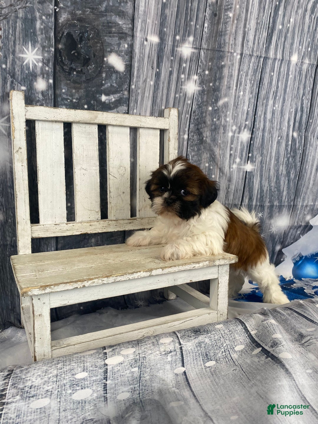 Shih Tzu dogs for sale: Pearl - Ad 14