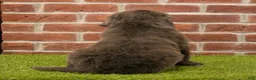 Newfoundland dogs for sale: Henry - Ad 5