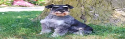 Miniature Schnauzer dogs for sale: Jasper  - Ad 6
