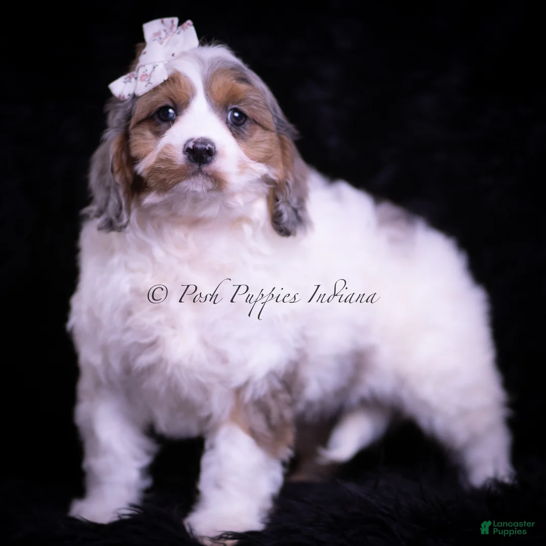 Cavapoo dogs for sale: Cherry Sparkle - Ad 2