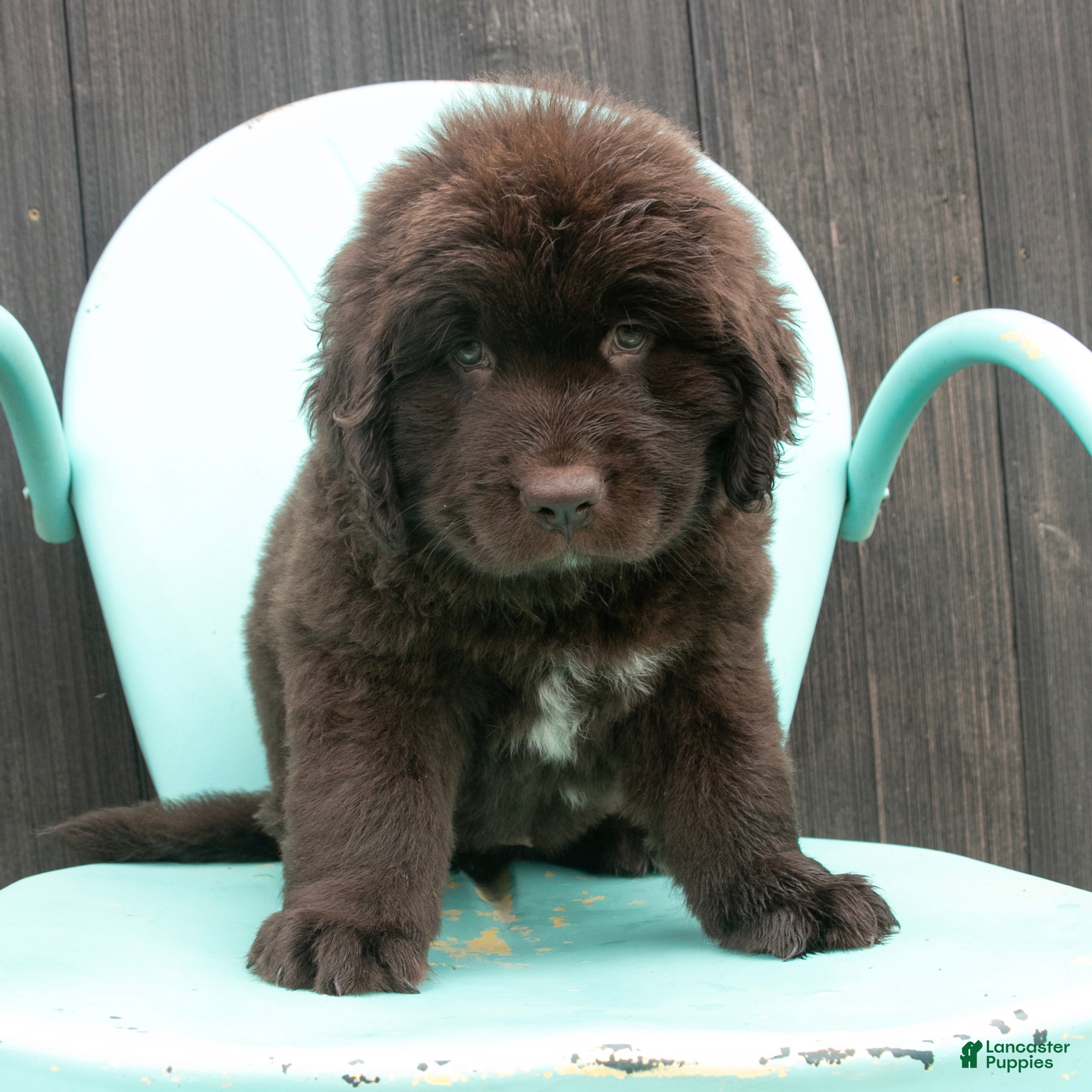 Newfoundland dogs Amber - Ad 2