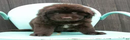 Newfoundland dogs for sale: Amber - Ad 2