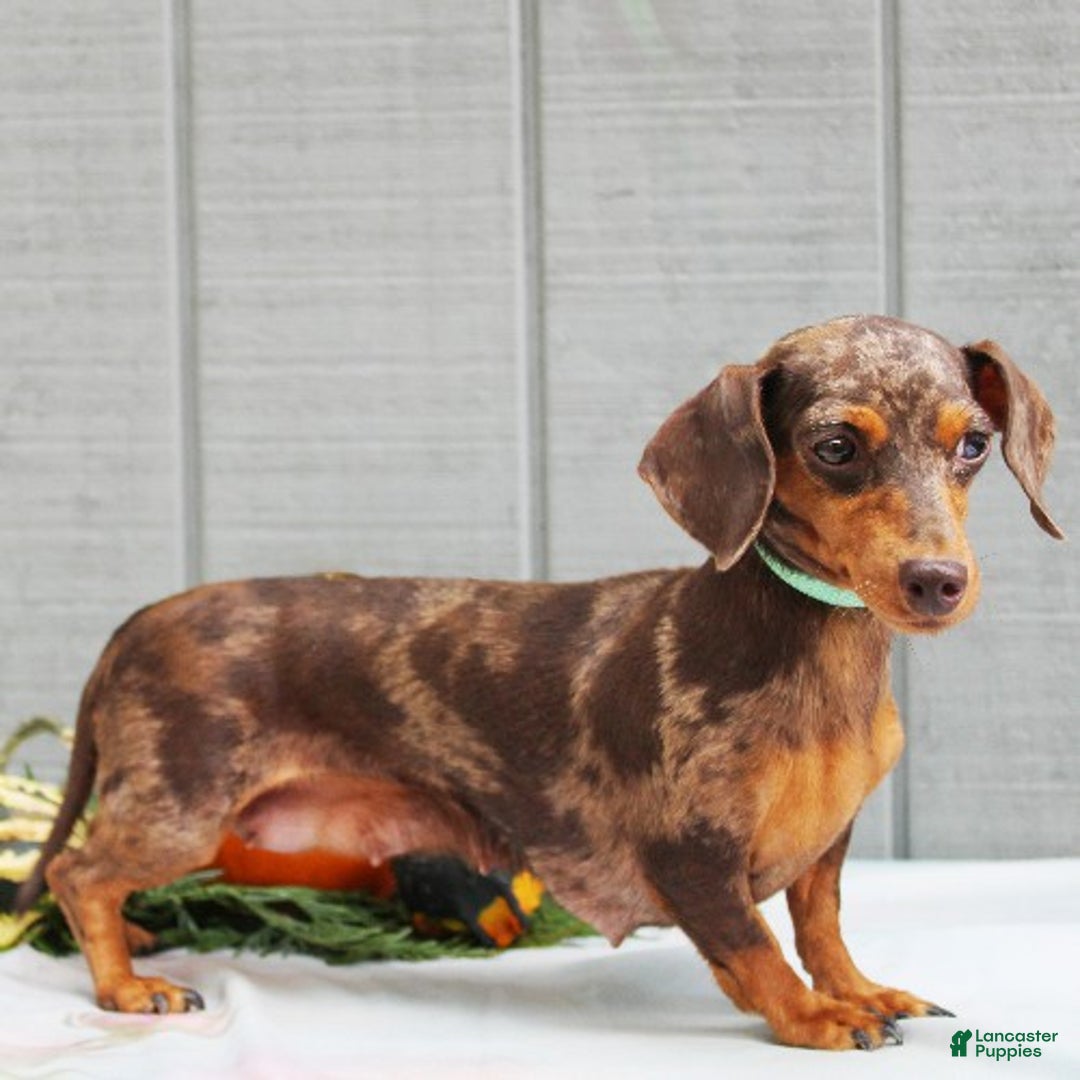 Miniature Dachshund dogs for sale: Aspen - Ad 4