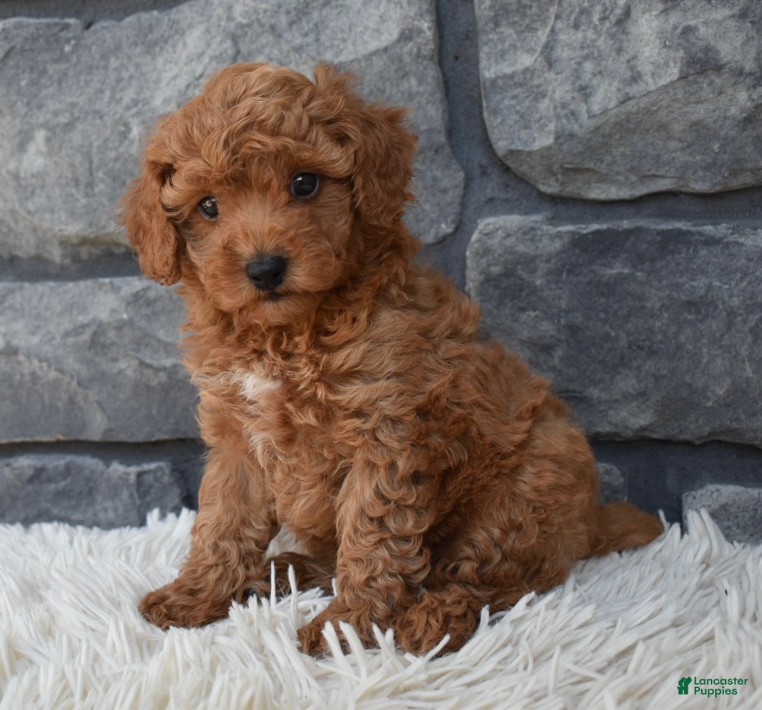 Toy Poodle dogs Cuddles  - Ad 1