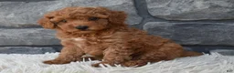 Toy Poodle dogs for sale: Cuddles  - Ad 1